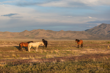 Wild Horses in the Utah Desert