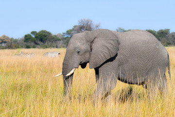 Fototapeta premium Elephant in Chobe National Park Botswana