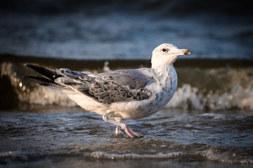 Möve genießt den Abend am Meer