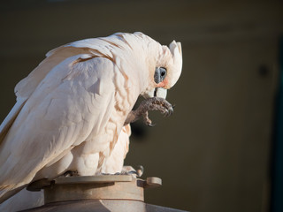little corella, bare-eyed cockatoo, blood-stained cockatoo, short-billed corella, little cockatoo,...