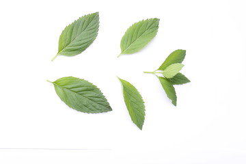 Mint separate leaves on the white background