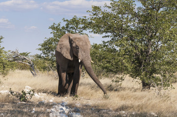 African elephant / African elephant in Etosha National Park, Namibia.
