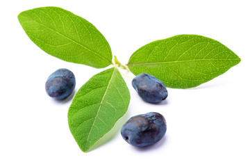 group of woodbine on white