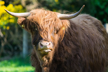 Scottish Highlands cow looking at the camera.