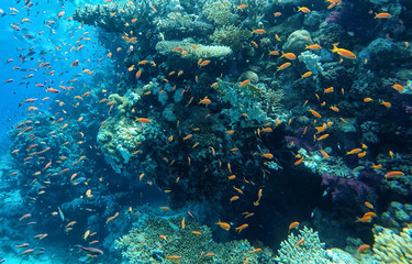 Fototapeta na wymiar Underwater, huge amount of fish in the Red sea