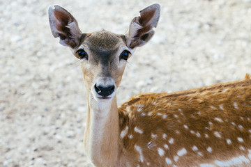 beautiful female fallow deer