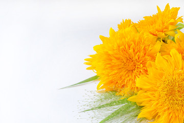 ひまわり　八重咲き