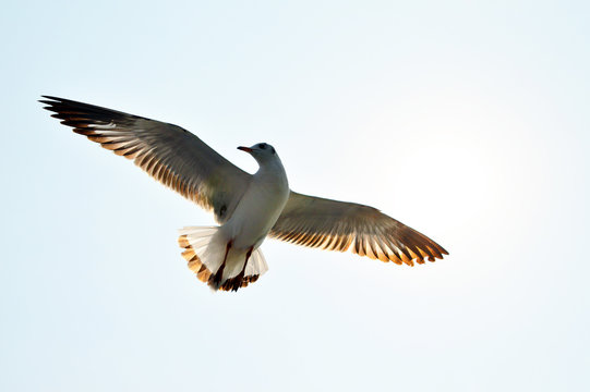 Beautiful wings flying seagull in sky