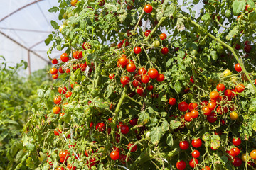 Cherry Tomato Plant