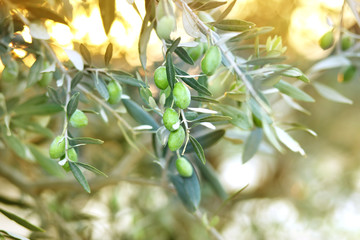 Olives on the tree against blue sky. Selective Focus.branches of olives