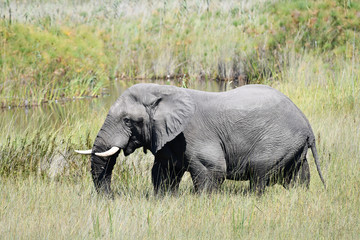 Naklejka na ściany i meble Elephant in Chobe National Park Botswana