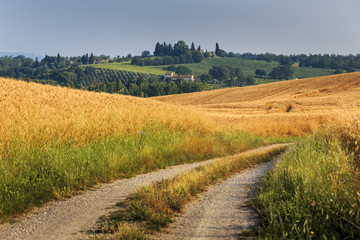 Fototapeta na wymiar Fields of wheat and rye on the sunny slopes of Tuscany. Italy.