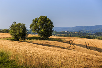 Fields of wheat and rye on the sunny slopes of Tuscany. Italy.