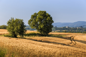 Fototapeta premium Fields of wheat and rye on the sunny slopes of Tuscany. Italy.