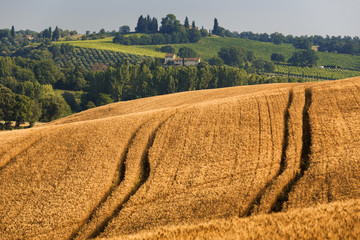 Fields of wheat and rye on the sunny slopes of Tuscany. Italy.