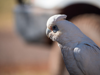 little corella, bare-eyed cockatoo, blood-stained cockatoo, short-billed corella, little cockatoo, blue-eyed cockatoo