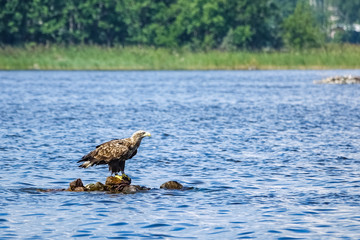 White-tailed eagle (Haliaeetus albicilla). Sea eagle sits on rocks in the sea in archipelago landscape. Sweden