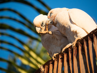 little corella, bare-eyed cockatoo, blood-stained cockatoo, short-billed corella, little cockatoo,...
