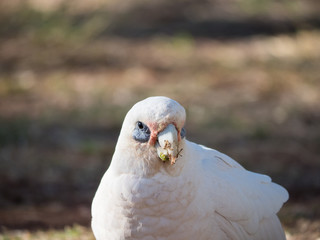 little corella, bare-eyed cockatoo, blood-stained cockatoo, short-billed corella, little cockatoo, blue-eyed cockatoo