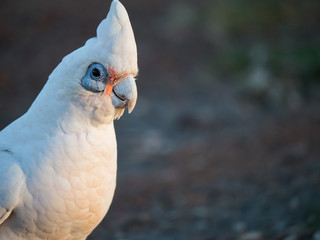 little corella, bare-eyed cockatoo, blood-stained cockatoo, short-billed corella, little cockatoo,...