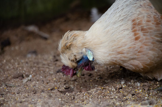 rare chicken eating