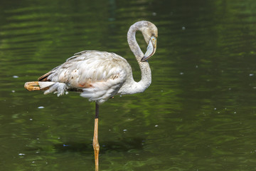  journey in the realm of animals