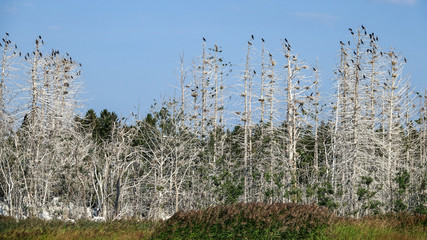 Obraz premium The great black cormorant (Phalacrocorax carbo). Cormorant birds has destroyed and killed all vegetation on an island in archipelago landscape. Sweden