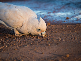 little corella, bare-eyed cockatoo, blood-stained cockatoo, short-billed corella, little cockatoo,...