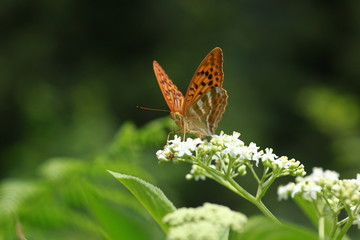  journey in the realm of animals