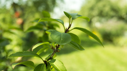 Tree branch, green leaves, natural background