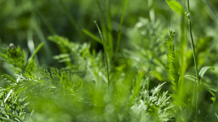 Green grass, sunlight, macro, blur background bokeh, cover