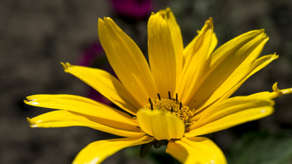 Yellow flower, sunlight