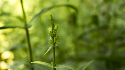 Green grass, sunlight, macro, blur background bokeh, cover