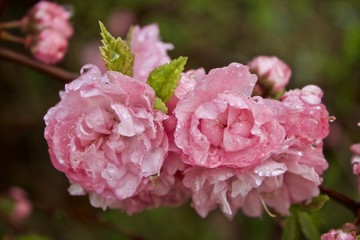 Pink blossoms on branch with water droplets after rain
