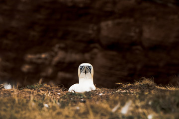 Basstölpel auf Lange Anna 