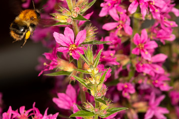 Honey bee landing