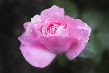 the delicate rose Bud with water drops