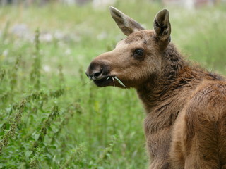 Elchkalb