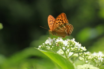 journey in the realm of animals
