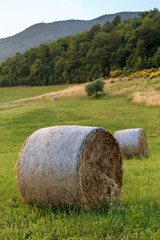 Round straw bales in Tuscany on sunset. June harvest. Italy.