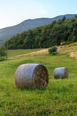 Round straw bales in Tuscany on sunset. June harvest. Italy.