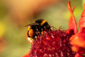 Bee on Dahlia 1