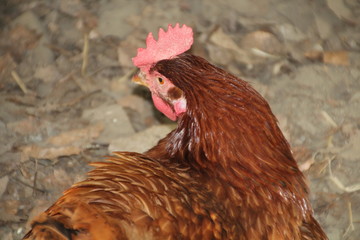 Closeup Of A Rooster, Fort Edmonton Park, Edmonton, Alberta
