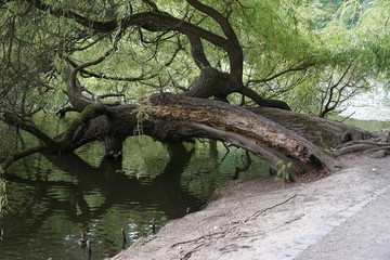 Atmosphärischer alter Baum hängt im Wasser