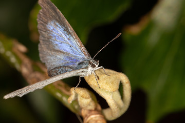 Holly Blue on laurel