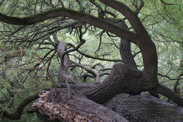 Verwachsener Baum, außergewöhnliche Atmosphäre