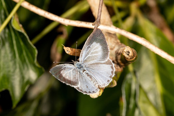 Holly Blue Spread Wings