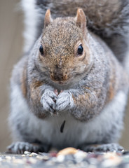 Eastern gray Squirrel eating Nuts