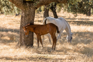 Horse by the fields of Salamanca, Spain, under the summer sun.