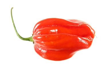 Red habanero pepper isolated on white background - obrazy, fototapety, plakaty